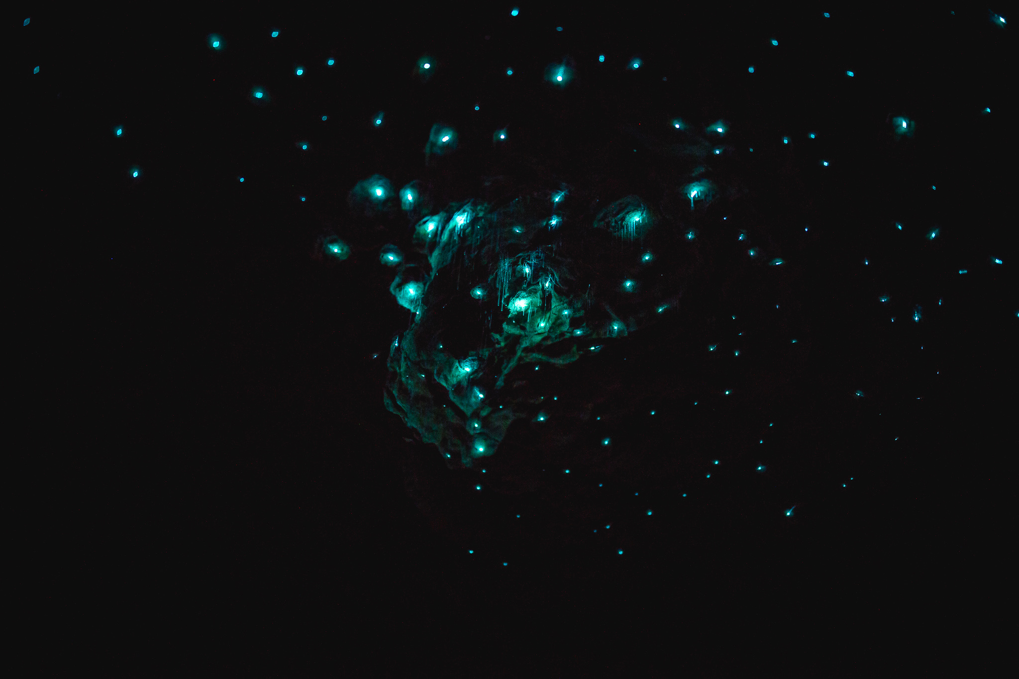 Incredible Glow Worm Facts To Blow Your Mind RealNZ