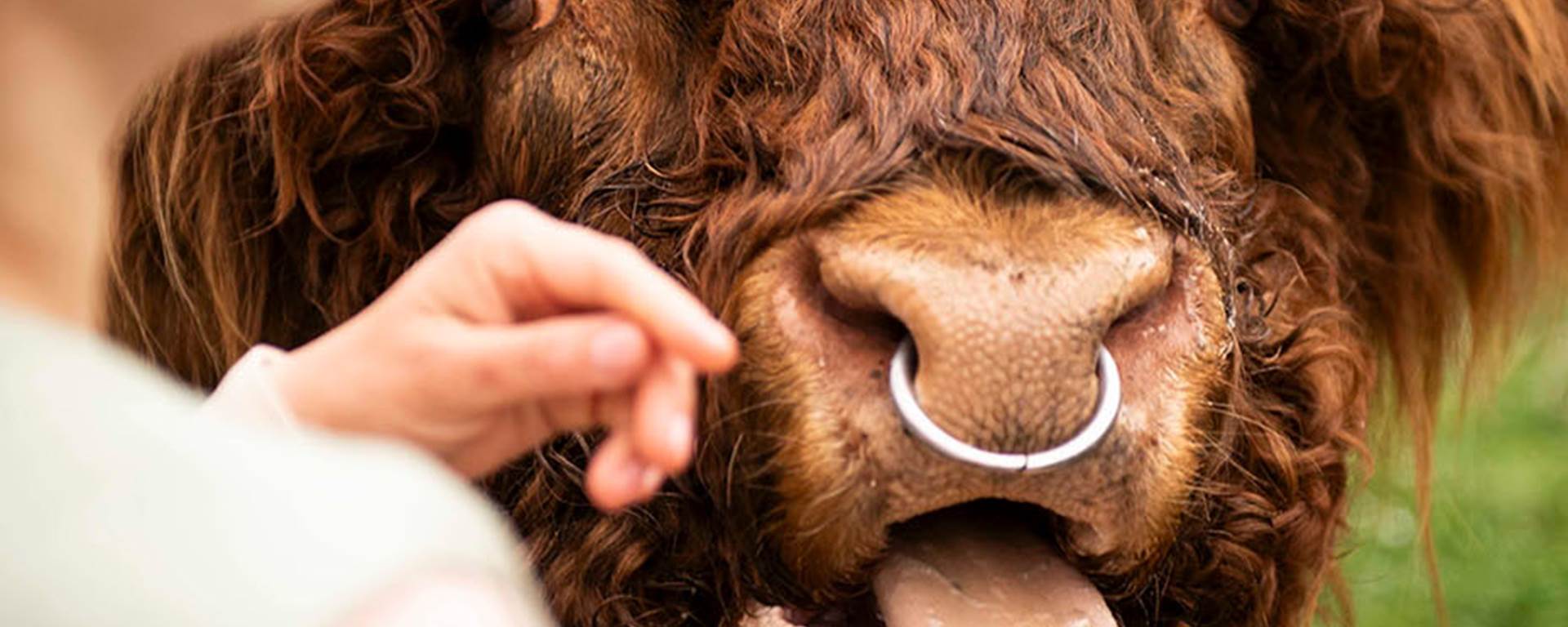 Dougal the Highland Cow sticks his tongue out at friendly guest