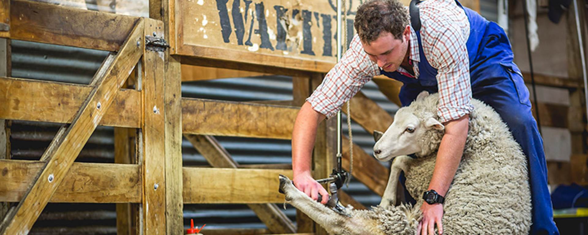 A farmer shears a sheep on stage at a farm show