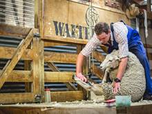 A farmer shears a sheep on stage at a farm show