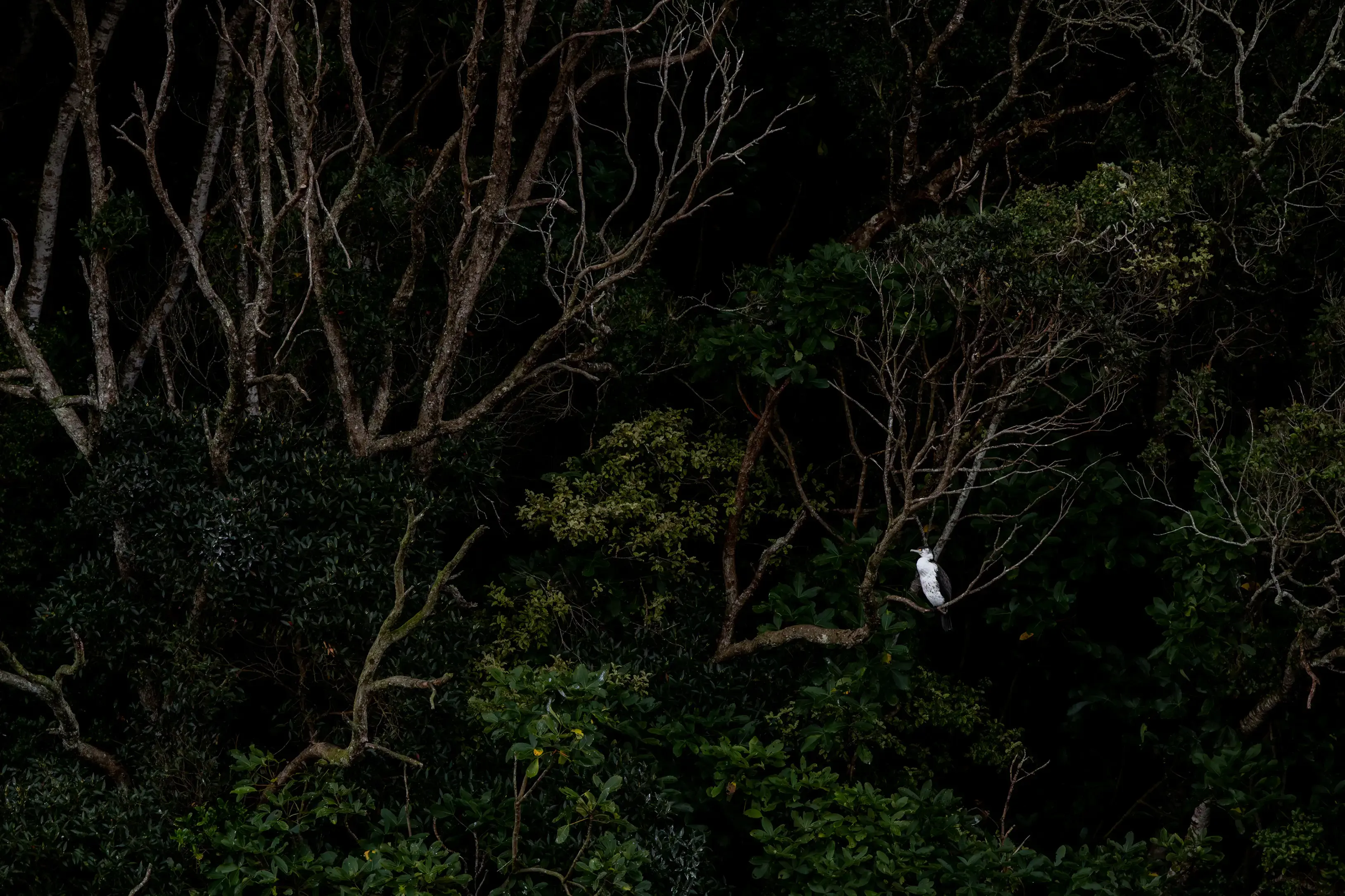 Lush green forrest with birdlife.
