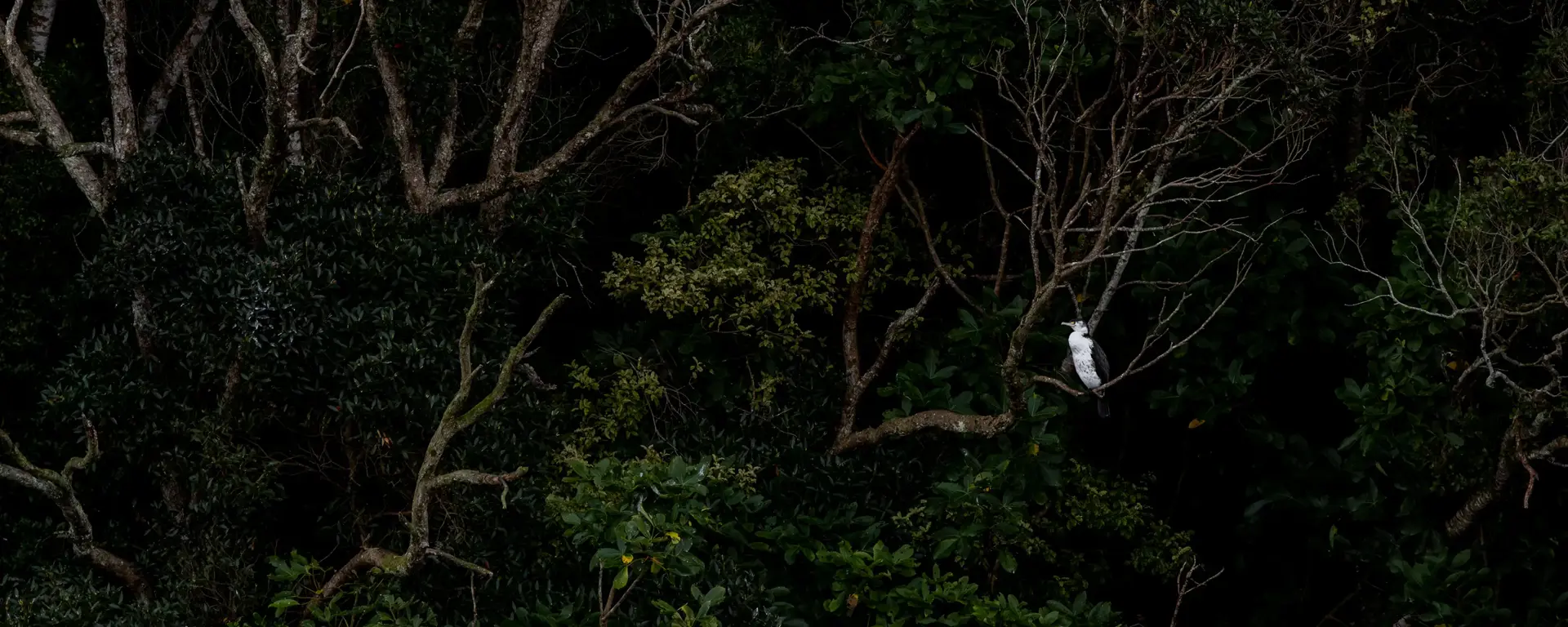 Lush green forrest with birdlife.