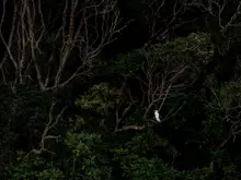 Lush green forrest with birdlife.