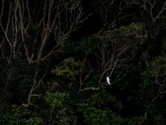 Lush green forrest with birdlife.