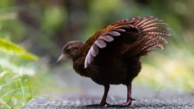 Weka displaying its wings in native forest.