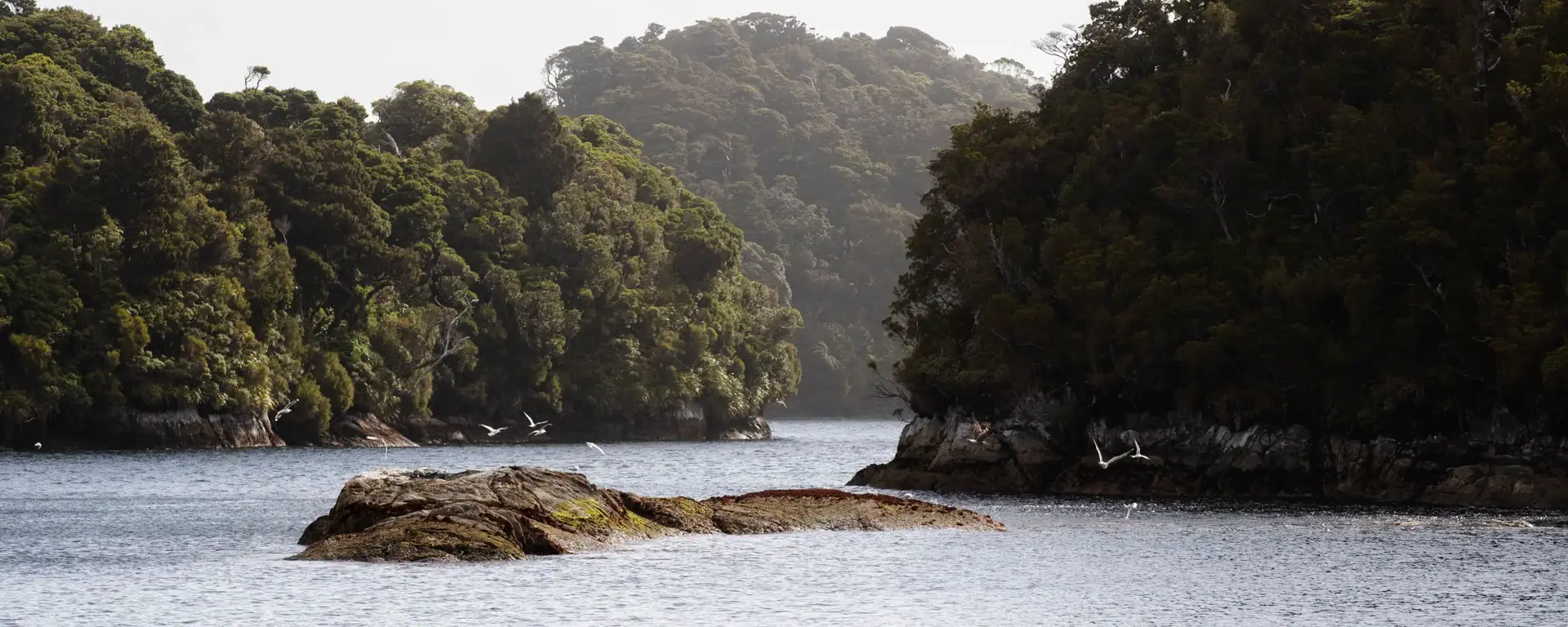 Seabirds resting on rocks in a sheltered Dusky Sound inlet.