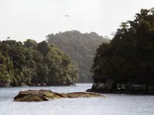 Seabirds resting on rocks in a sheltered Dusky Sound inlet.