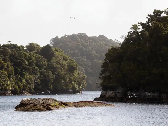 Seabirds resting on rocks in a sheltered Dusky Sound inlet.