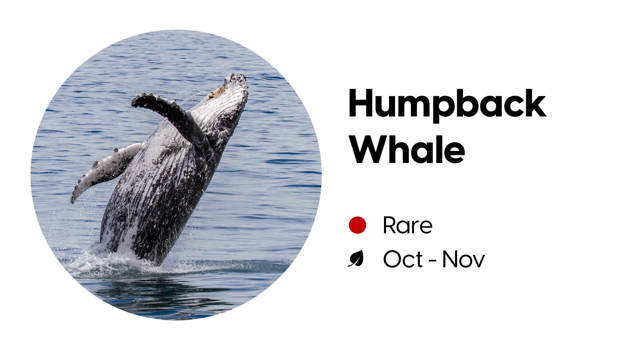 Wildlife block depicting the likelihood of spotting a humpback whale in Milford Sound.