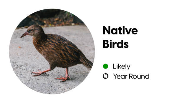 Wildlife block depicting the likelihood of spotting native birds in Milford Sound.