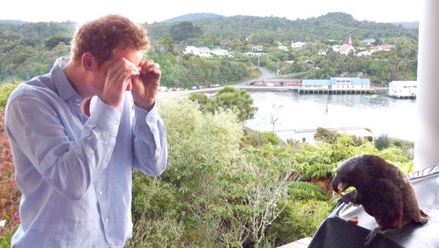 Prince Harry meeting a kaka on the Stewart Island Lodge balcony