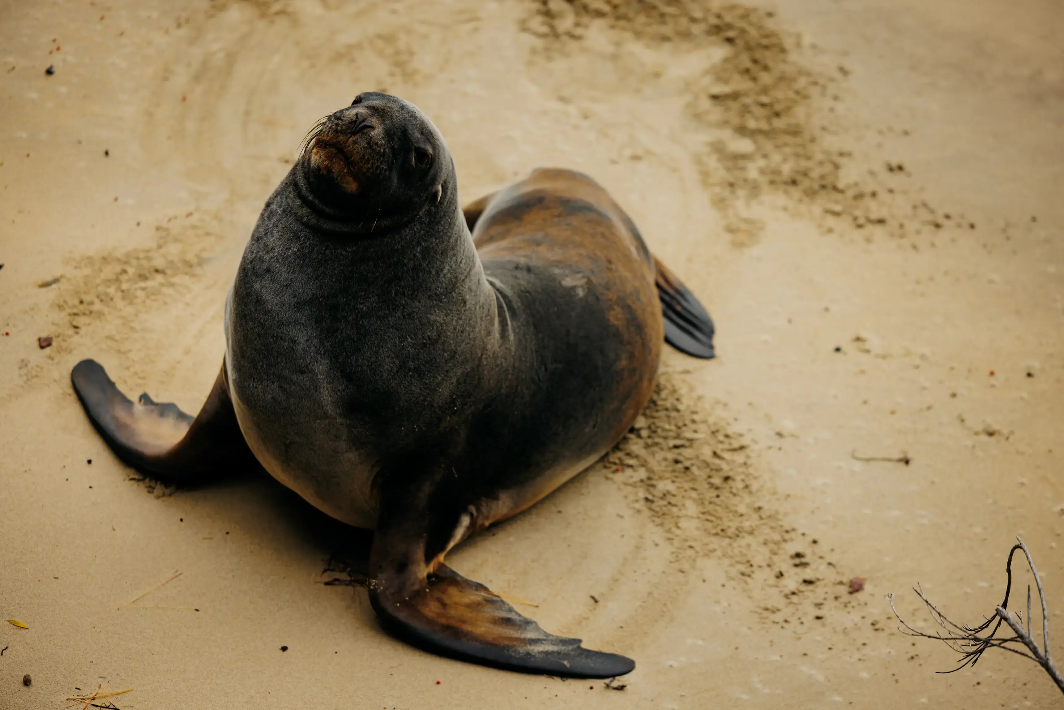 Fur seal resting on a sandy beach.
