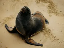Fur seal resting on a sandy beach.