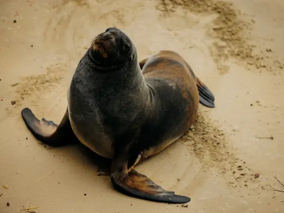 Fur seal resting on a sandy beach.