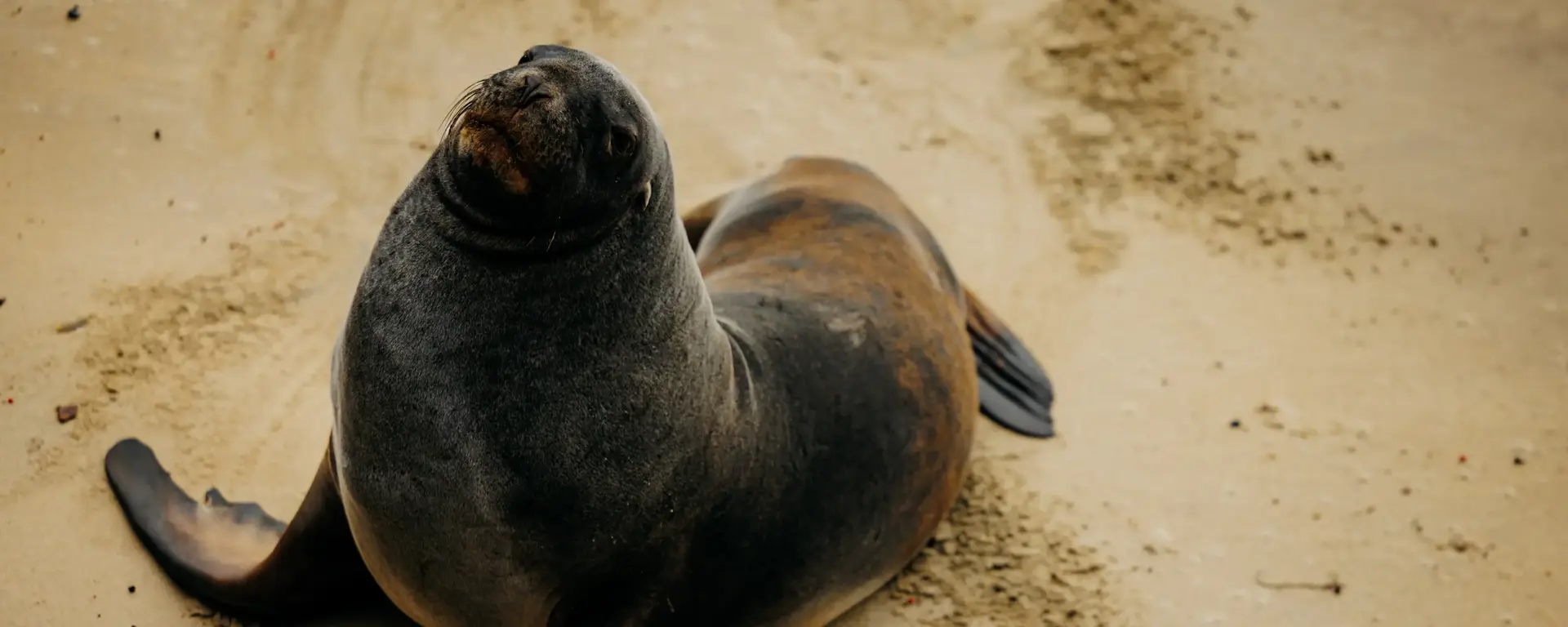 Fur seal resting on a sandy beach.