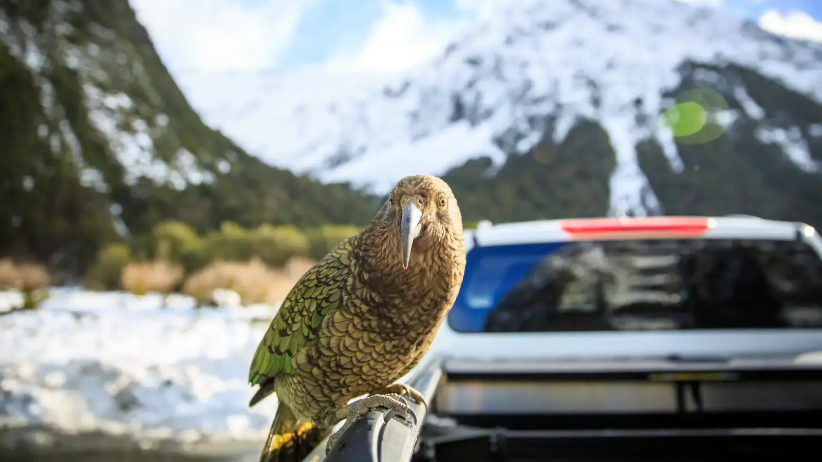 A kea (alpine parrot) perched on a car rack with snow-capped mountains in the background.