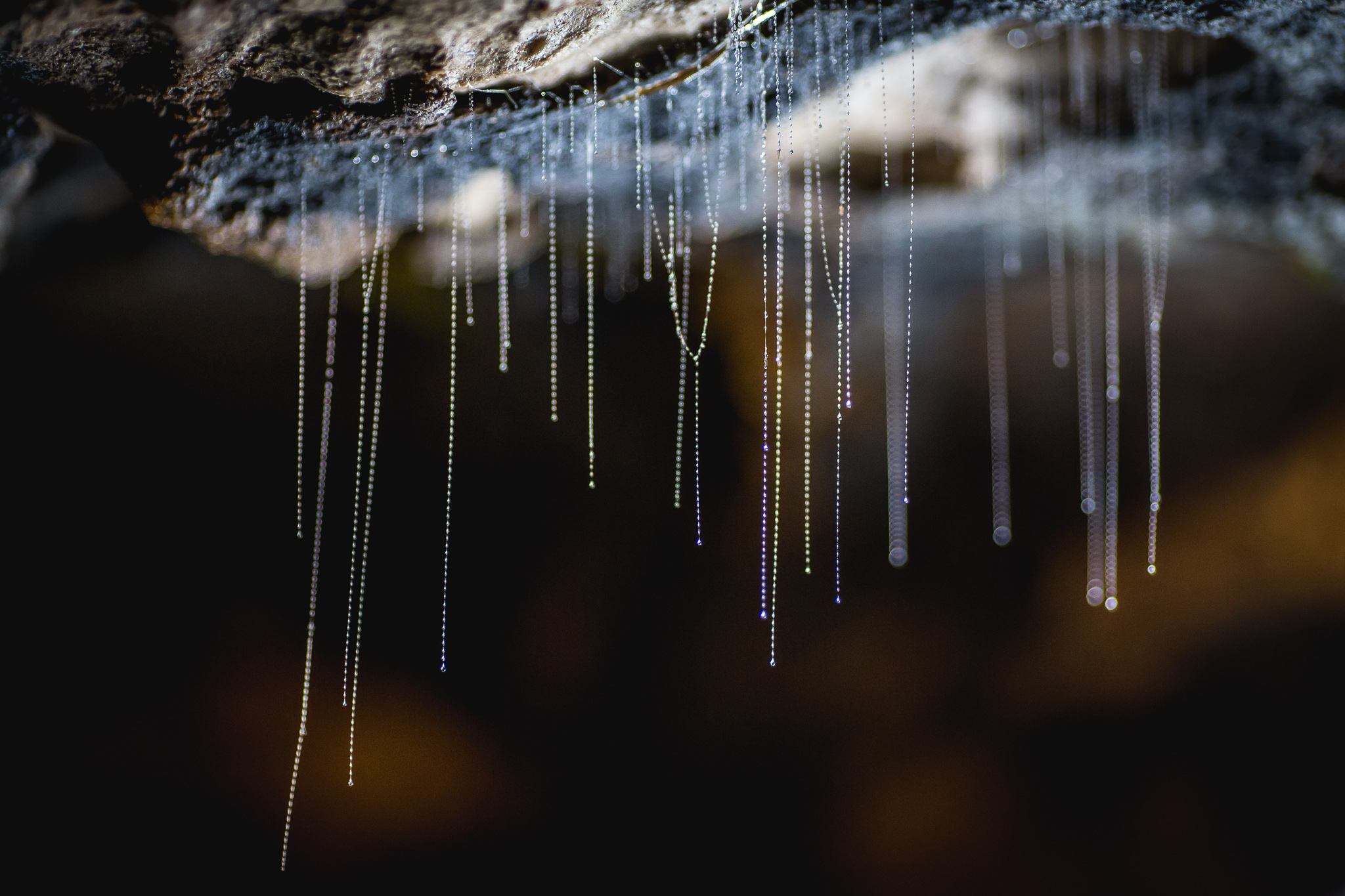 Up close picture of Glowworms in the Te Anau Glowworm Caves
