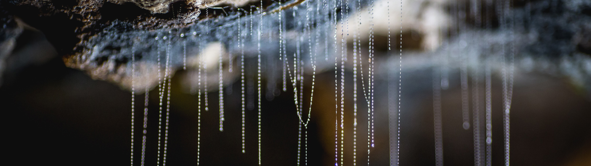 Up close picture of Glowworms in the Te Anau Glowworm Caves