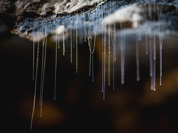 Up close picture of Glowworms in the Te Anau Glowworm Caves