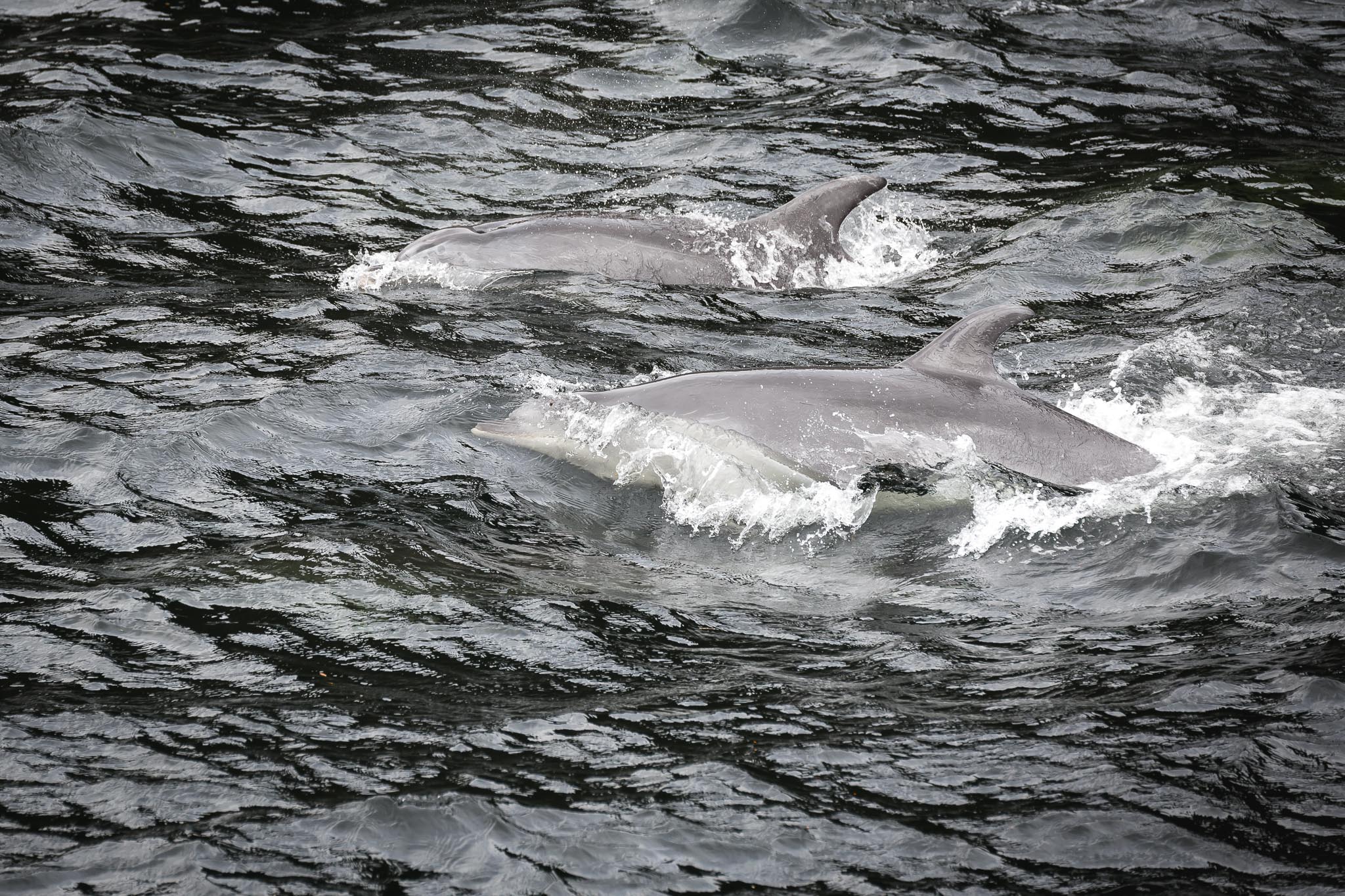 Dolphins playing in Doubtful Sound