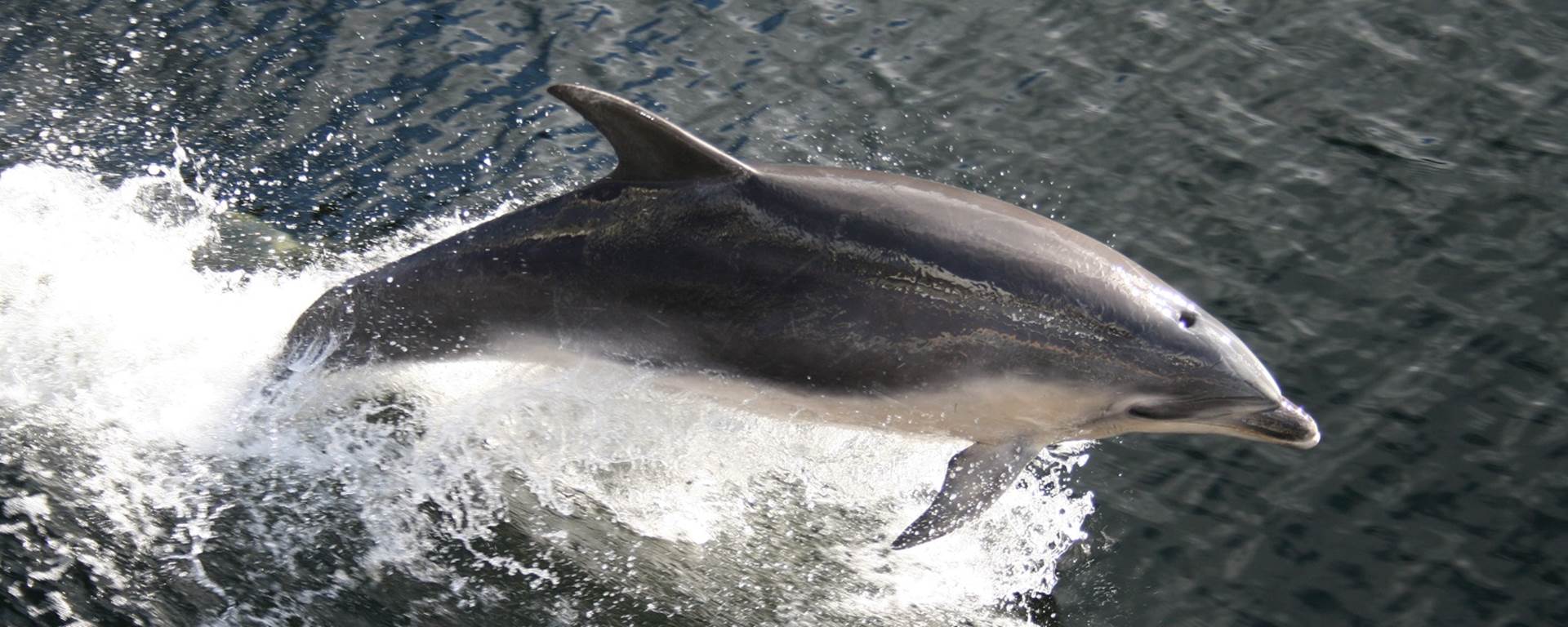 Dolphin jumping from the water in Doubtful Sound