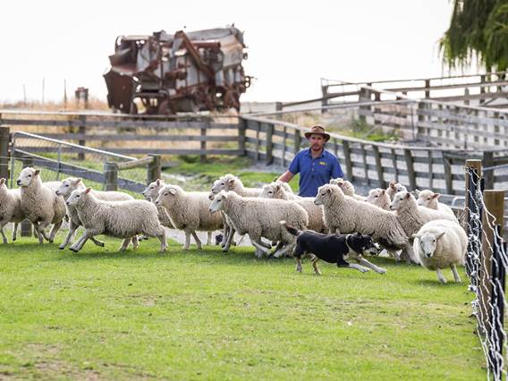 Farmer and sheepdog herding sheep in paddock at Walter Peak High Country Station