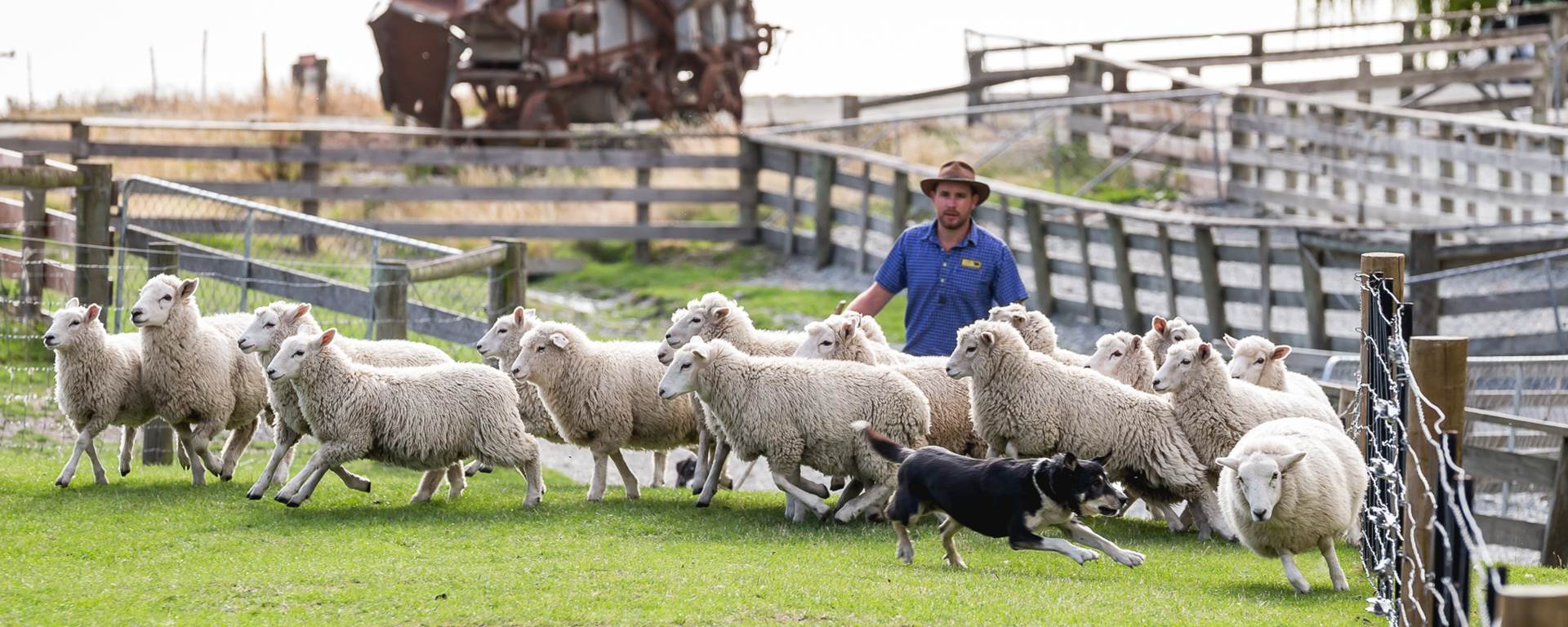 Откорм ягнят. Овцеводство в Австралии. Ферма овец. Овцеводческая ферма. Бараны на ферме.