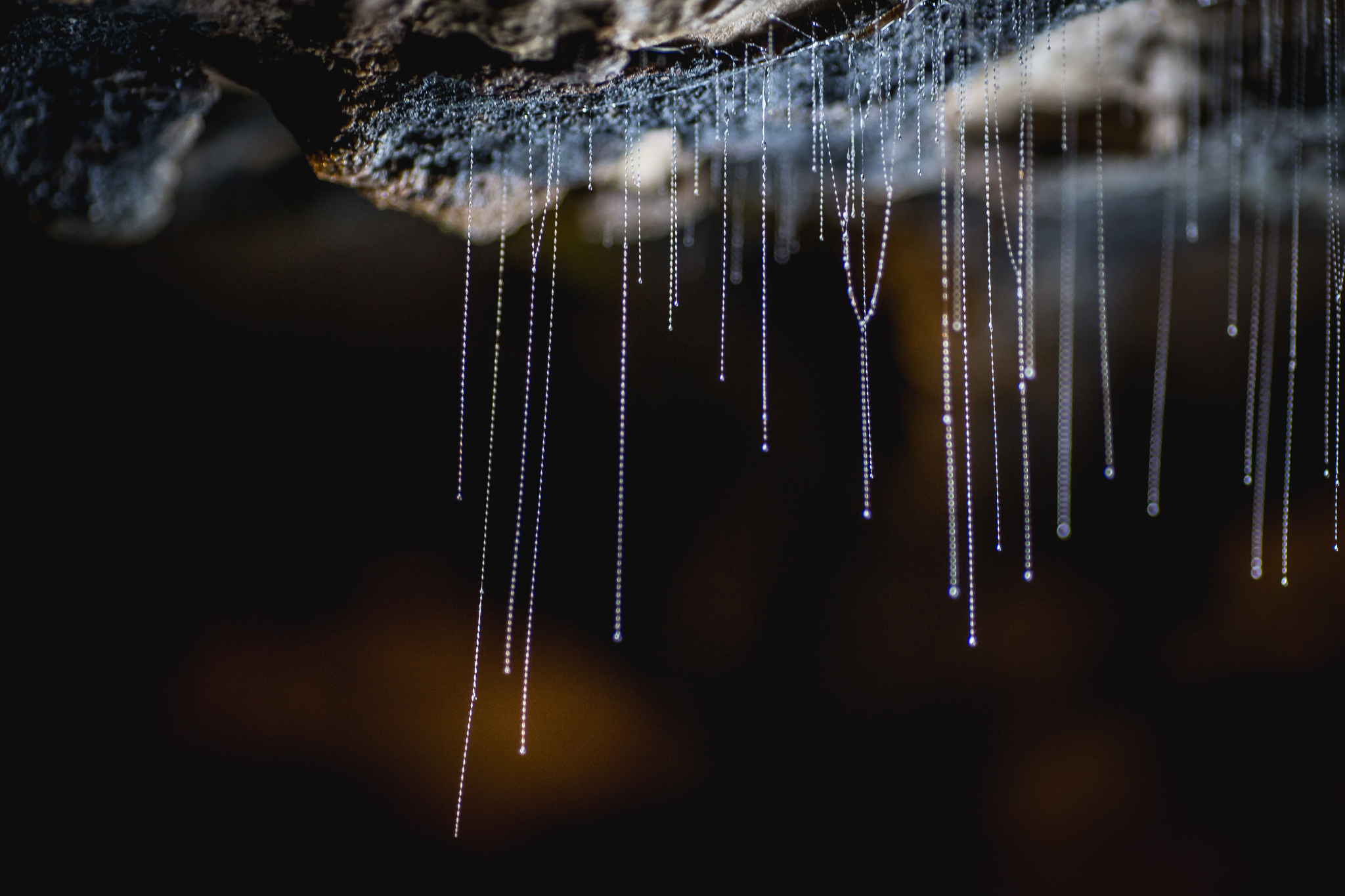 Strings of glowworm hang from a cave roof.