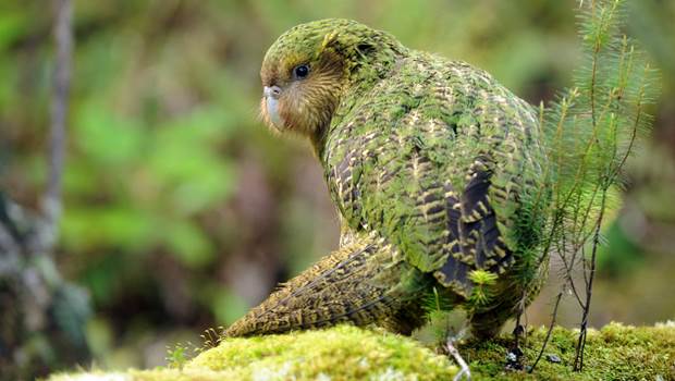 Kakapo in the wild in New Zealand