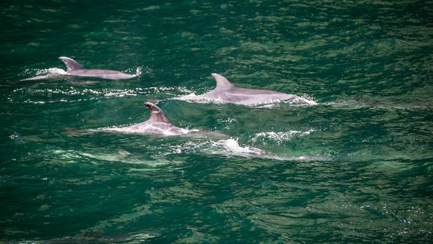Three dolphins in Milford Sound