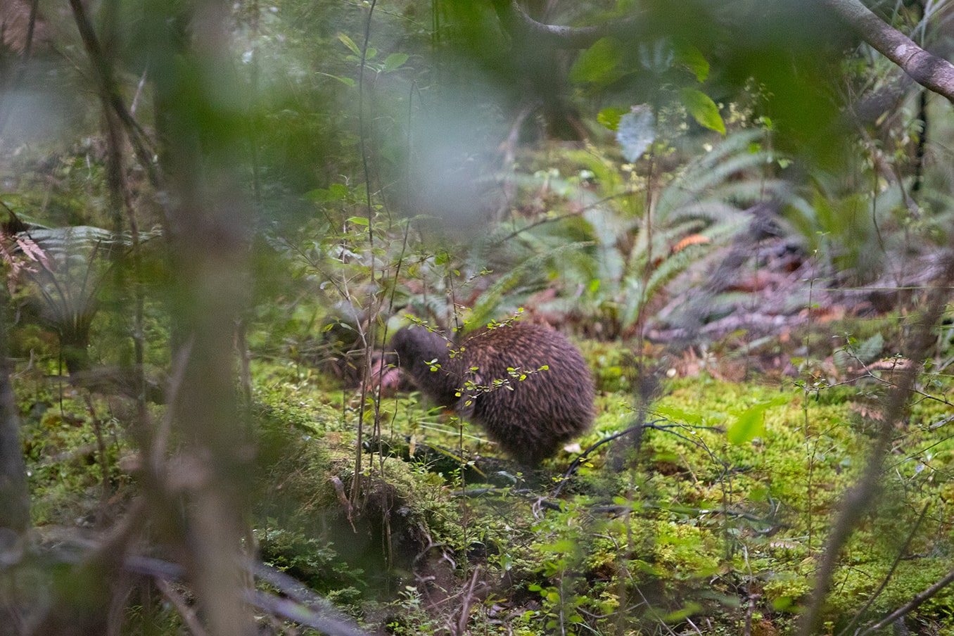 Kiwi in the wild, spotted on a Discovery Expedition