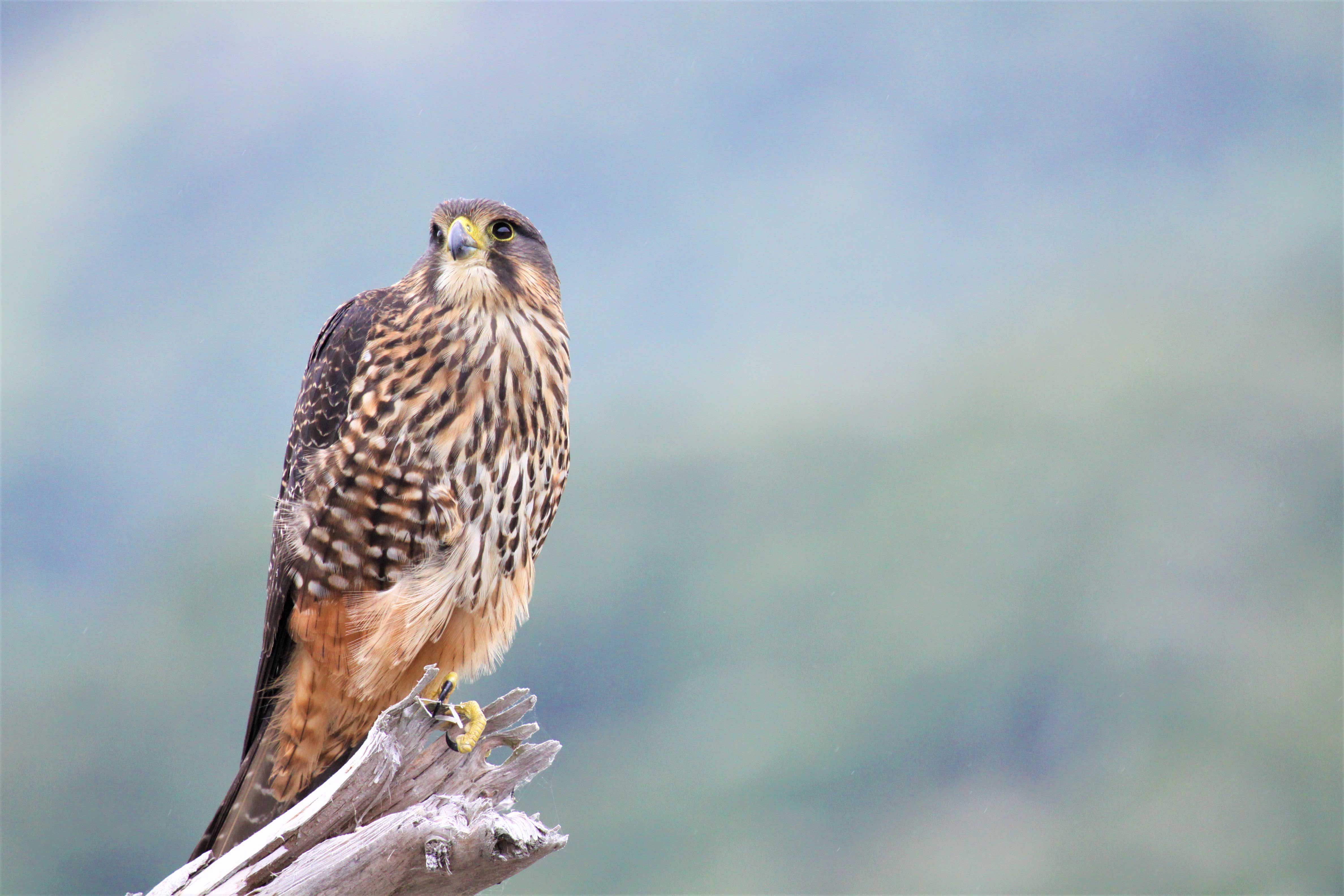 Male kārearea (New Zealand falcon).  Photo credit: Chifuyu Horikoshi.