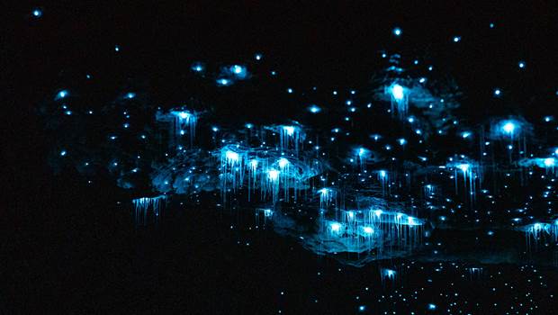 Glowworms in the Te Anau Glowworm Caves