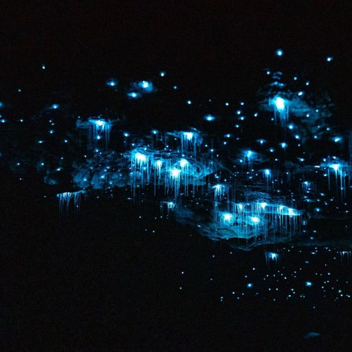 Glowworms in the Te Anau Glowworm Caves