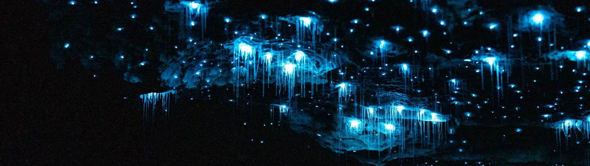 Glowworms in the Te Anau Glowworm Caves