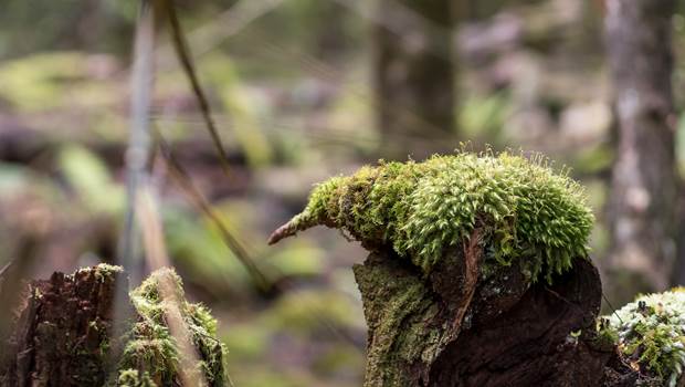 Kiwi sculpted out of moss outside of the Te Anau Glowworm Caves