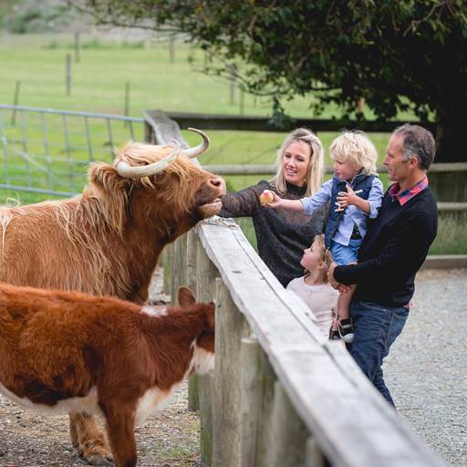 Family meet Highland Cattle at Walter Peak High Country Farm