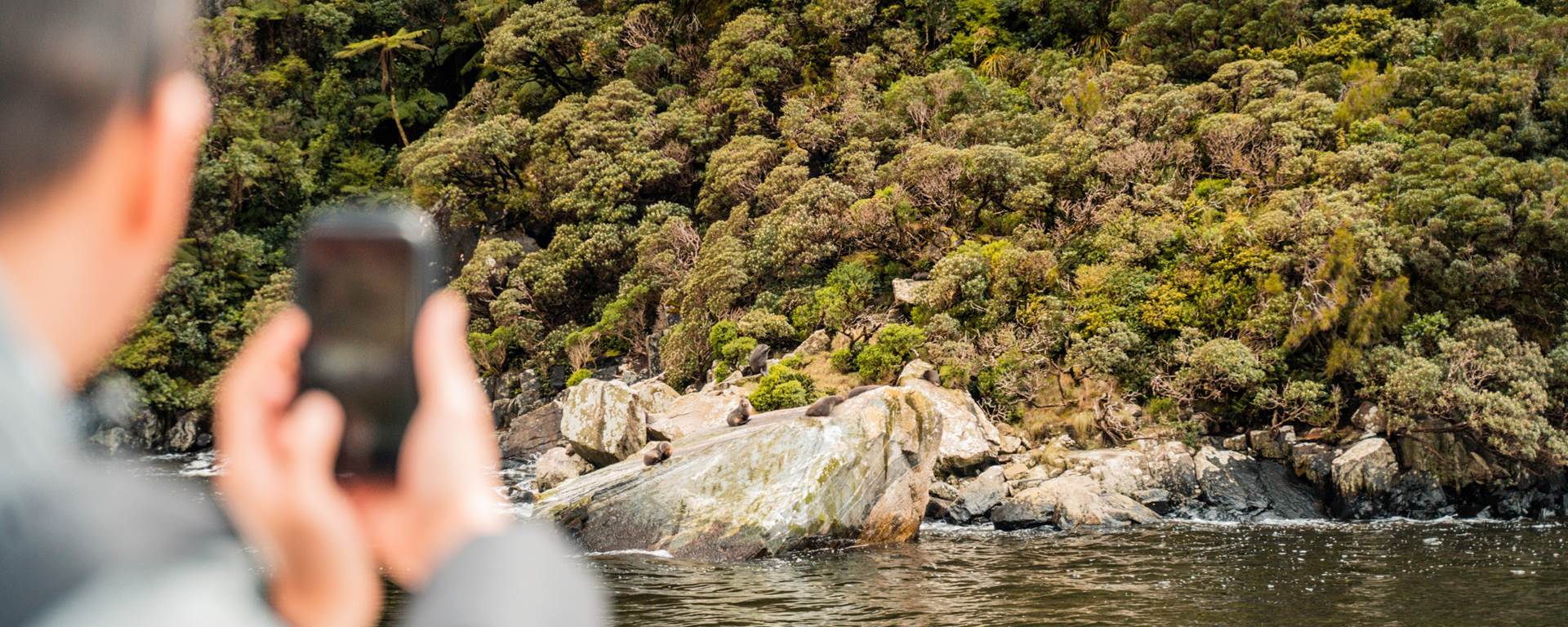 Man taking photo of seals on a rock in Milford Sound