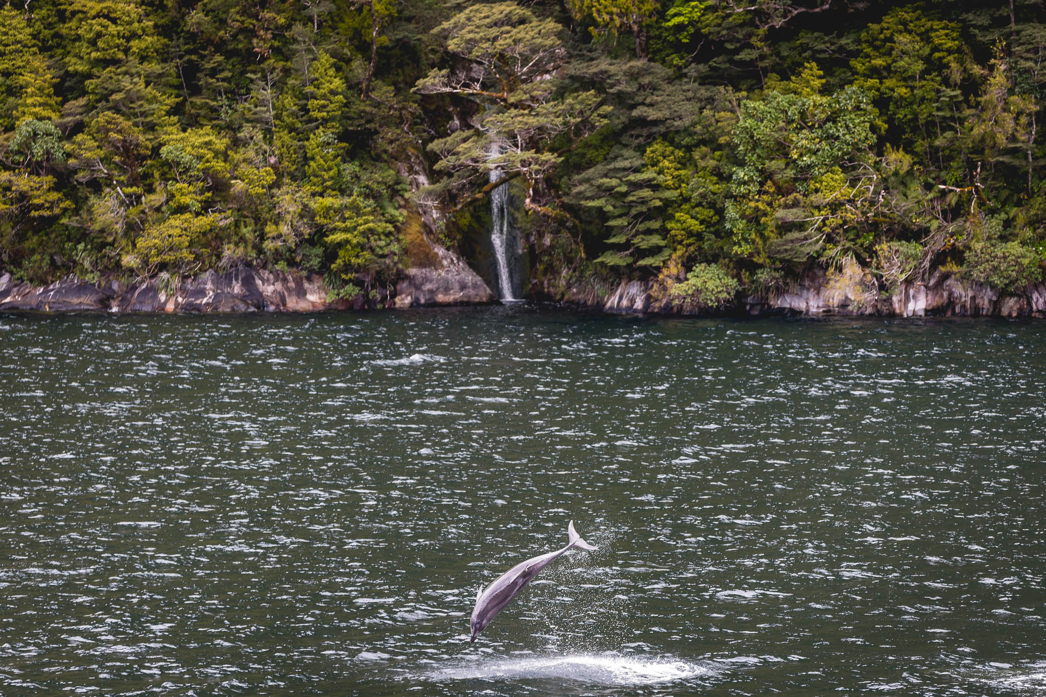 Dolphin jumping from the water in Doubtful Sound with small waterfall in background