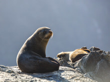 Two seals relaxing