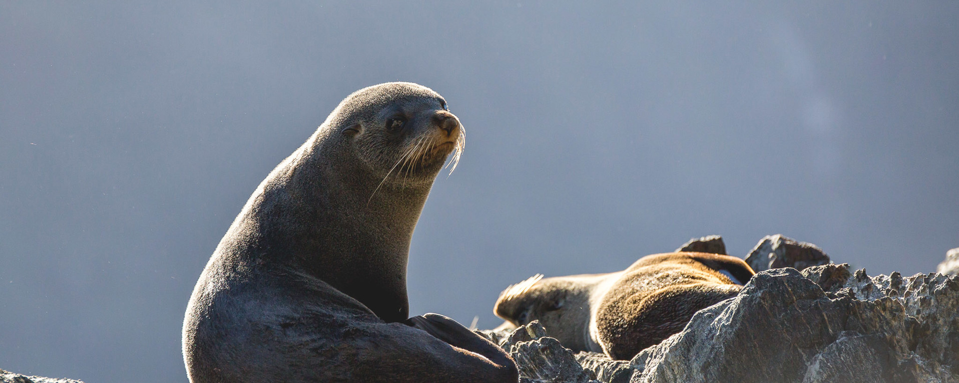 Two seals relaxing