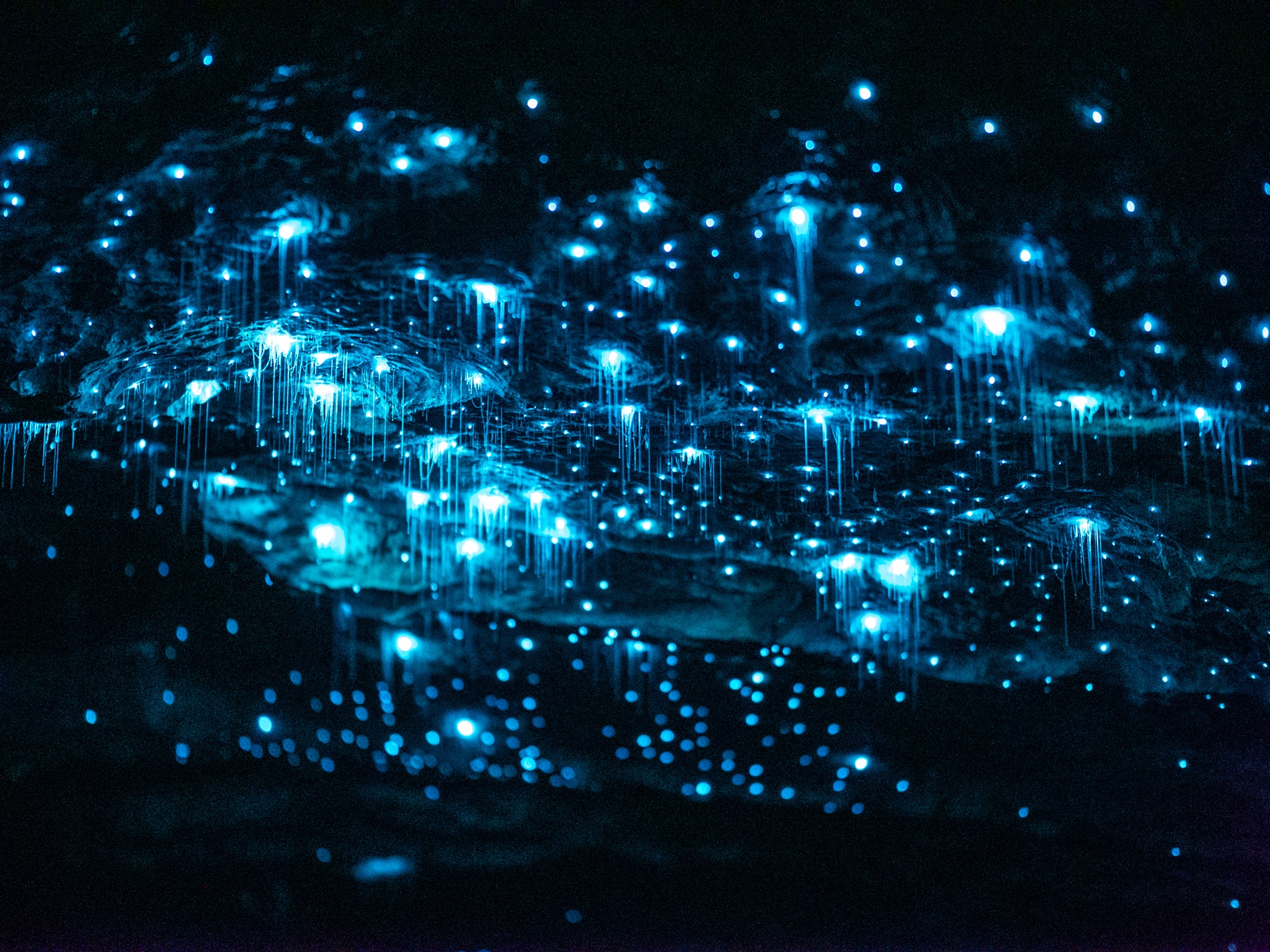 A close up look at some blue glowworms hanging from a dark cave