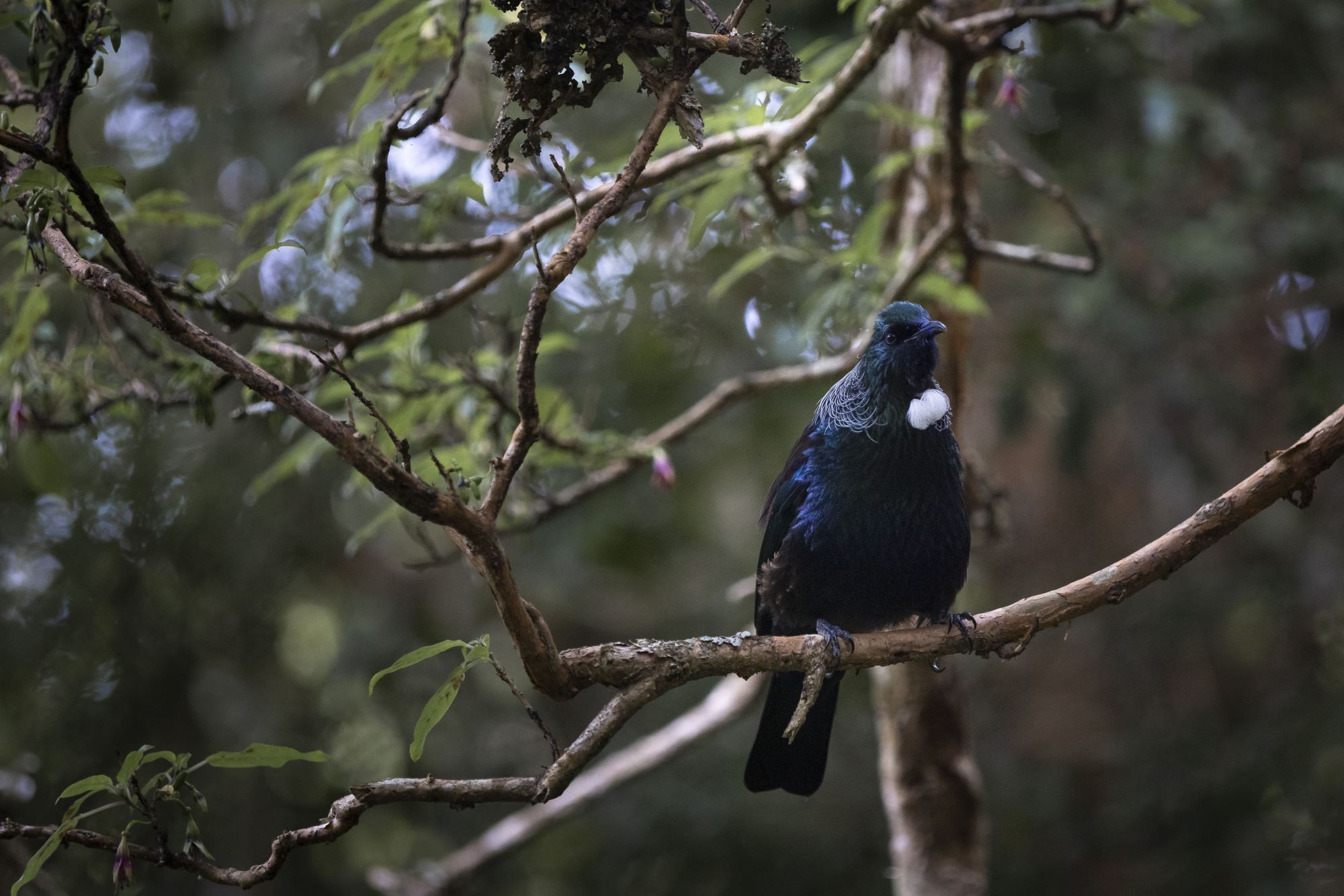Tui sitting on a tree branch