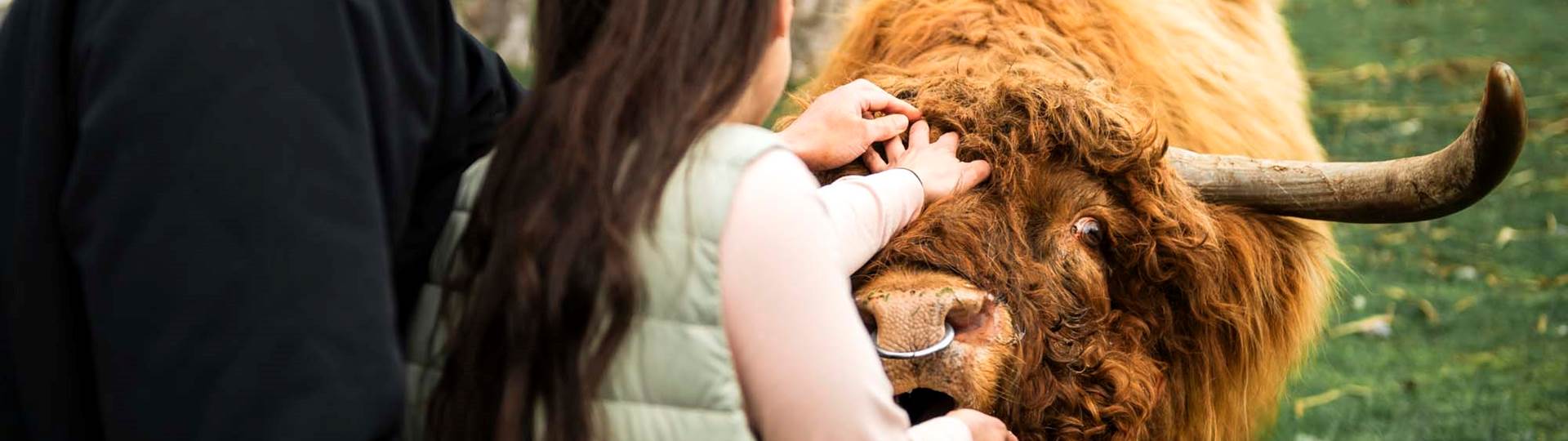 Two people stroking a Highland Cow at Walter Peak