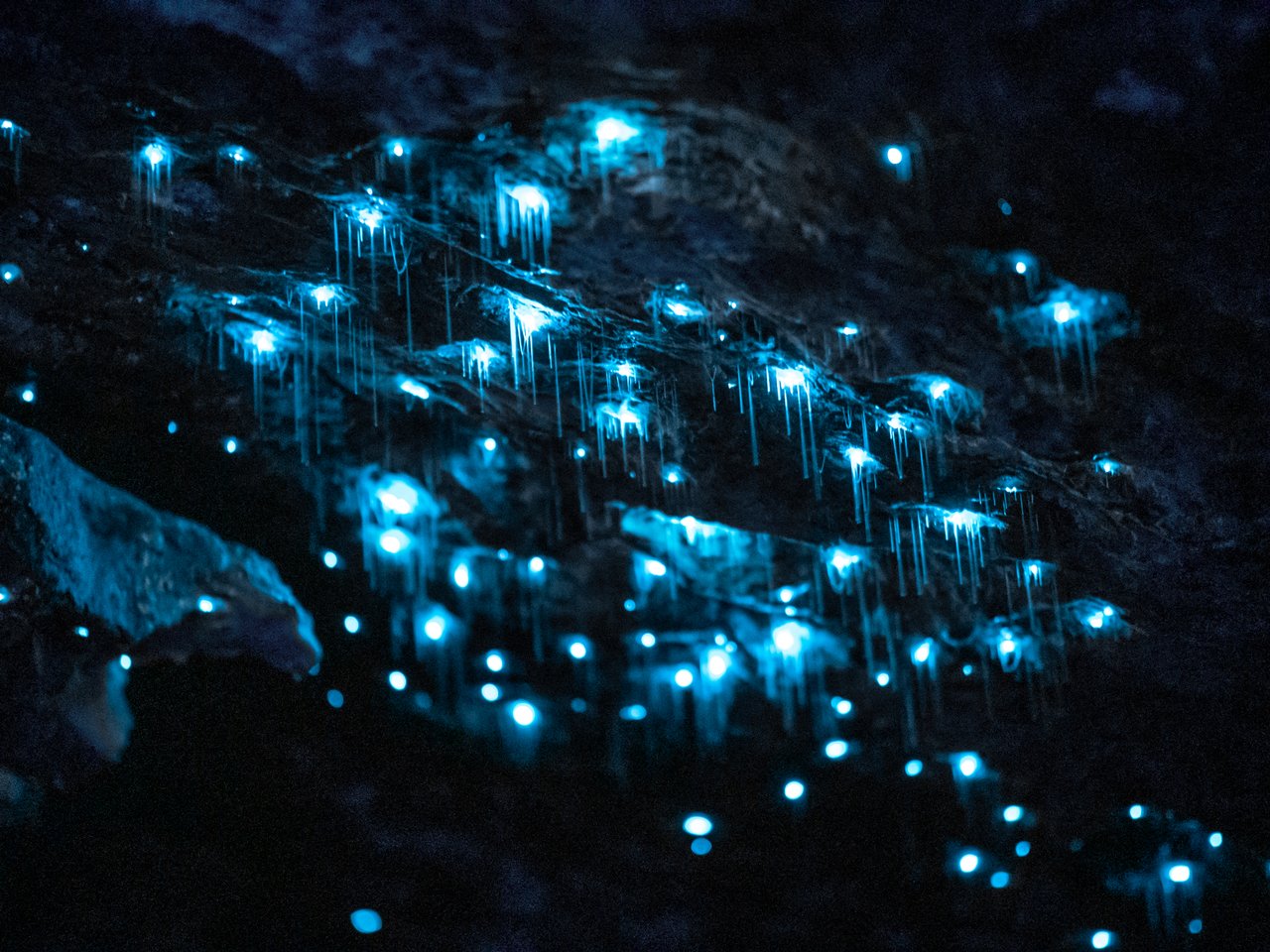 Glowworms shining bright inside caves