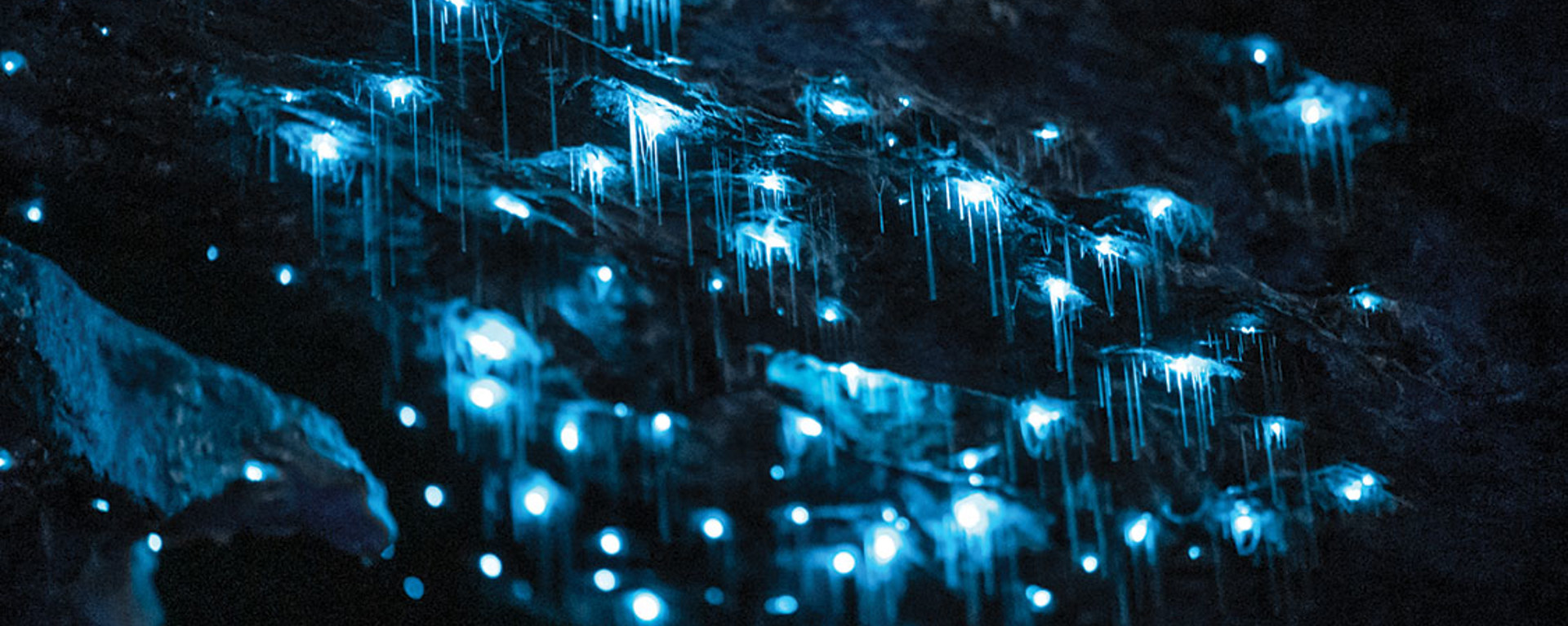An up close shot of glowworms hanging from the cave, shining bright blue in the darkness