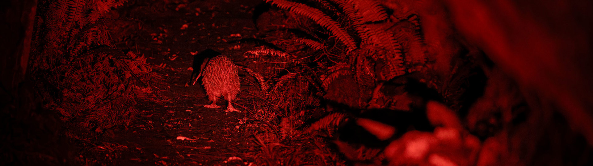 Kiwi in the bush