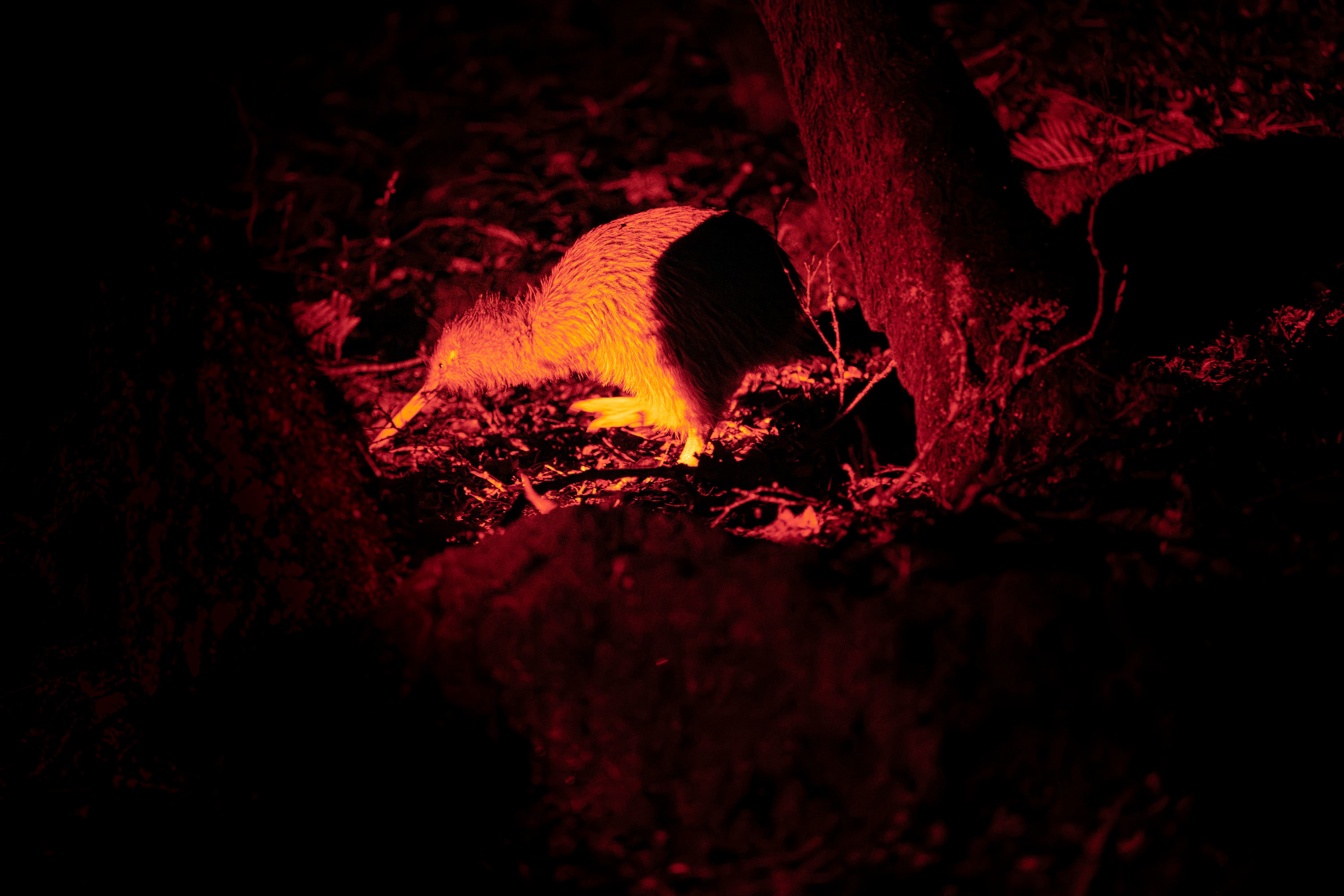 A wild Rakiura tokoeka (Stewart Island brown kiwi) spotted among native bush vegetation during a guided RealNZ evening kiwi tour