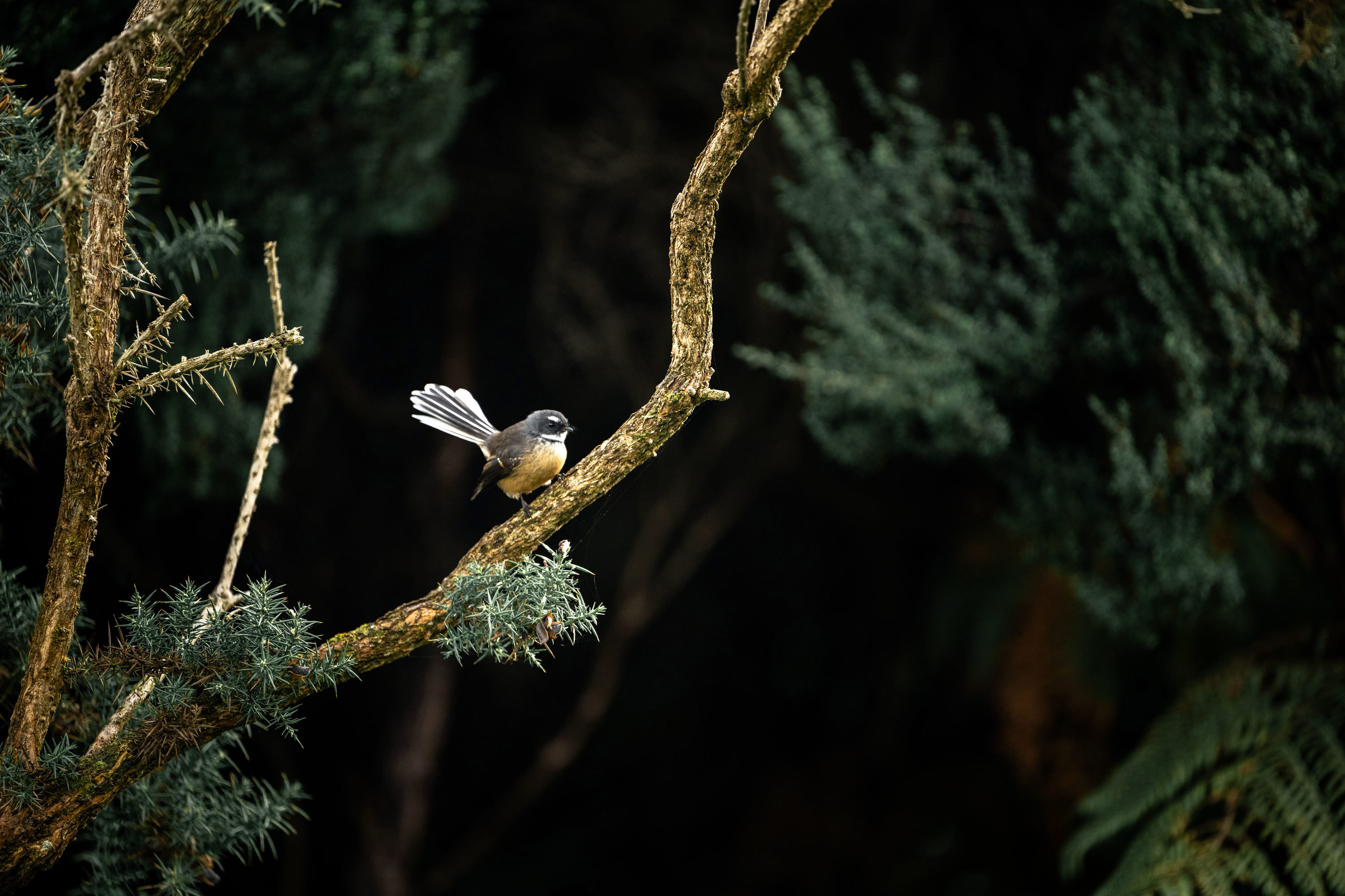 A fantail perched in a tree