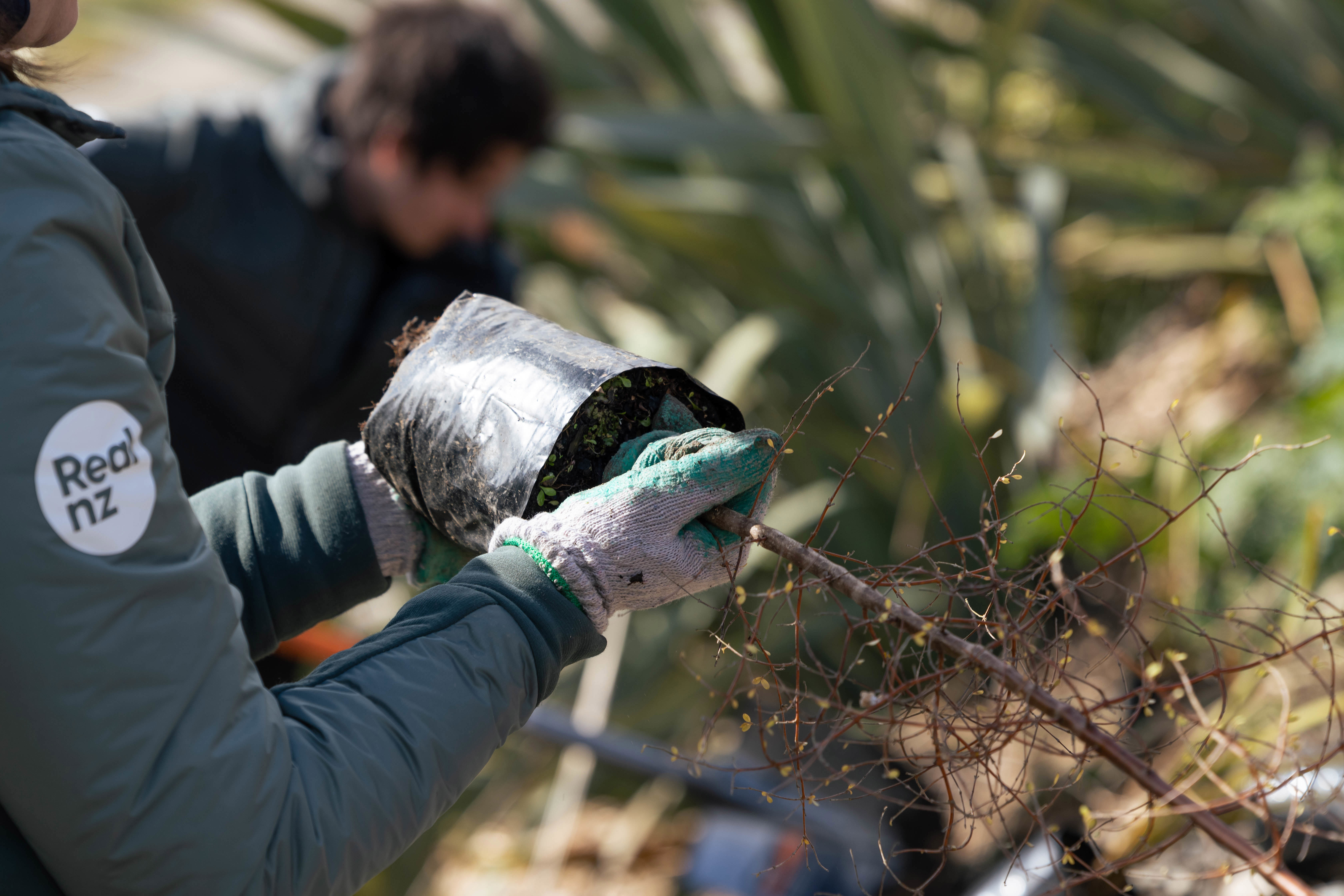 Someone wearing a RealNZ branded jacket and gardening gloves holds a young tree sapling 